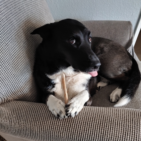 Meet your Posher, Jammie - Picture 4 of 7